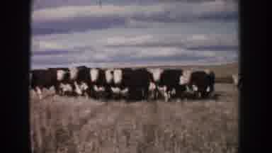 South Dakota (1953): Small Herd Of Black And White Cows Assembled In A Grassy