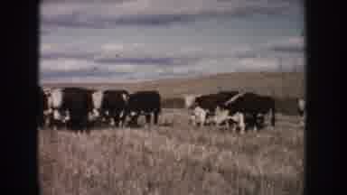 South Dakota (1953): Herd Of Cattle Grazing In The Grassy Land On A Sunny Day