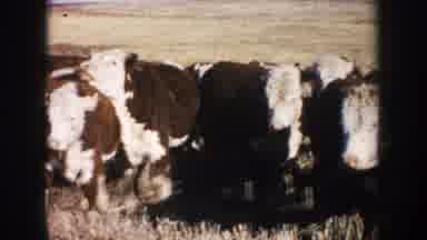 South Dakota (1953): Genetically Bred Farm Animals Kept Together In A Farm