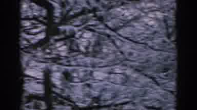 Greece (1962): A Windy Winter Day With Trees And Then Some Houses With Snow On The