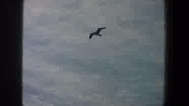 New York City (1960): Eagles Soaring High In The Sky Close To The Statue