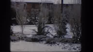 Nevada (1954): Plants Grow In An Icy Environment With Frost