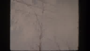 Nevada (1954): Amateur Filming Of Trees Electric Wires And Wooden Fences On A Farm