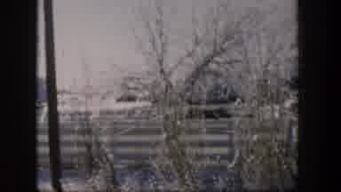 Nevada (1954): Dry Plants Growing In An Icy Environment With Frost
