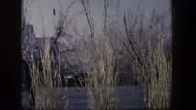Nevada (1954): Tall Yellow Grassy Plants Lined Up In Front Of A Correlated Fence