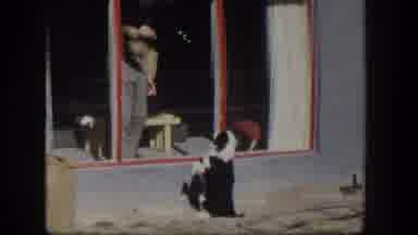 Nevada (1954): Person Keeps Attention Of Black And White Dog Outside A Window