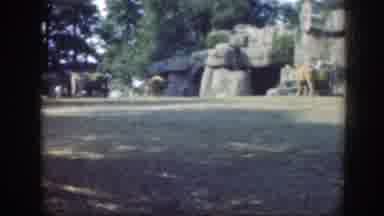 Washington DC (1948): An Elephant Walks Around A Stream Alone In The Forest