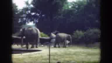Washington DC (1948): Big Massive Elephants Seen Inside The Park