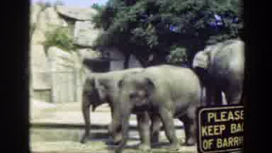 Washington DC (1948): Primate And African Elephants In Different Zoo Concrete