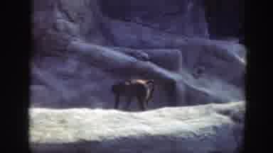 Washington DC (1948): Monkey Walks Down A Large Rock Then Sits And Looks Up At The