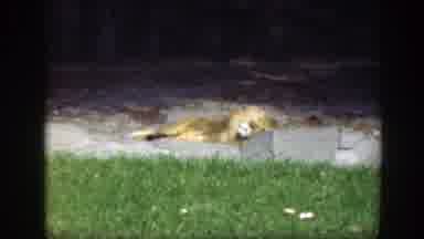 Washington DC (1948): Lions Lying Down In Animal Park Enclosure Kids Walking