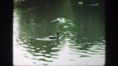 Washington DC (1948): Ducks Swim In The Park Pond On A Beautiful Day