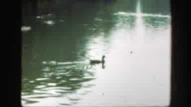 Washington DC (1948): Ducks Swimming On Body Of Water On Overcast Day Ripples On