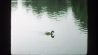 Washington DC (1948): Duck Swimming And Drinking Water From Pond With More Ducks