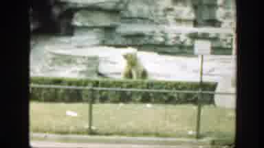 Washington DC (1948): Old Footage Of Polar Bear At The Zoo During Day