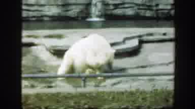 Washington DC (1948): A White Bear Scratches Its Head With Its Fingers