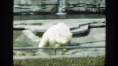 Washington DC (1948): Polar Bear Grooming Itself And Brown Bears In A Zoo