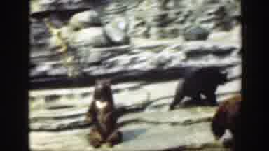 Washington DC (1948): Multiple Species Of Bears In Concrete Animal Park Enclosure