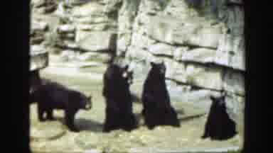 Washington DC (1948): A Group Of Bear At The Zoo Waiting For Their Food