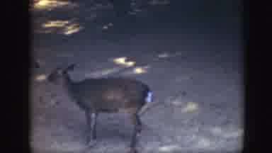 Washington DC-1948: Group Of Deer At Animal Park And Of A Bear Through A Chain