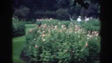 Washington DC (1948): The Flowers And Plants Inside The New Park
