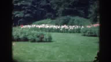 Washington DC (1948): View Of Pink And White Blooming Flowers And Chimpanzee