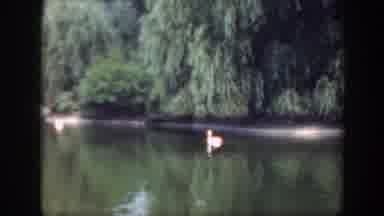 Washington DC (1948): Swan Swimming Slowly Towards The Other Swans Across The Lake