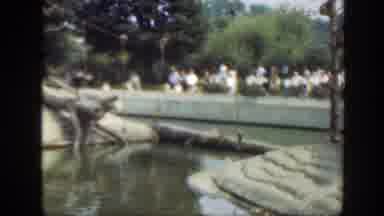 Washington DC (1948): People Gather Together To Watch The Monkeys