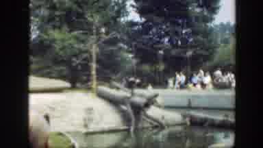 Washington DC (1948): Footage Of Animals In The Zoo And People Observing In The