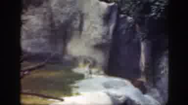 Washington DC (1948): Nature Animals Flowers And Plants Green