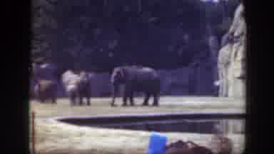 Washington DC (1948): At The Zoo With The Elephants By The Lamp Pond