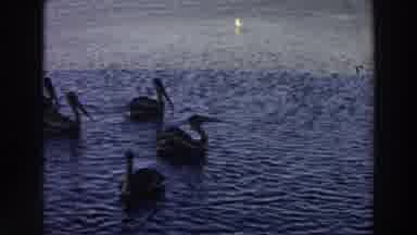 Puerto Rico (1966): Group Of Large Pelicans Swimming On Dark Blue Waters Of A Lake