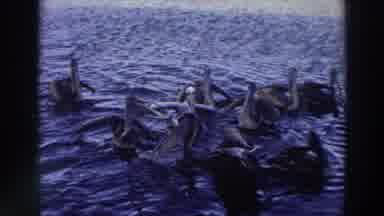 Puerto Rico (1966): Ducks Seems To Be Having Fun Floating On A Large Water Body
