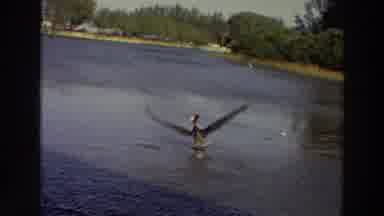 Puerto Rico (1966): Pelicans Fighting Over Food And One Flies Away With It
