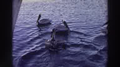 Puerto Rico (1966): Water Birds Are Having Fun