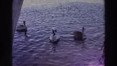 Puerto Rico (1966): Classic Archival Footage Of Geese In A Pond And Trees And