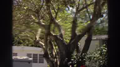 Puerto Rico (1966): Camera Moves With The Wind Following Trees Outside A Building