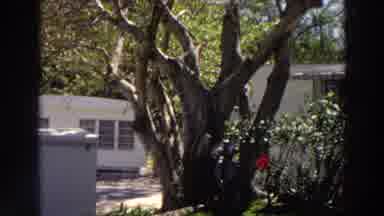 Puerto Rico (1966): Beautiful Rose Bushes Blowing In The Breeze On A Sunny Day