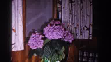 Brighton Michigan (1960): Large Beautiful Colorful Flowers In The House Near The