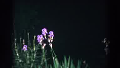 Brighton Michigan (1960): An Old Woman Is Walking In The Dark And Passed Flowers