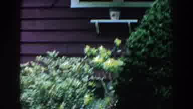 Brighton Michigan (1960): Green Trees And Yellow Plants Outside A House In A Sunny