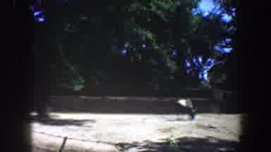 Saint Louis Missouri (1964): Animals Feeding On Feeds In The Farm Being Watched