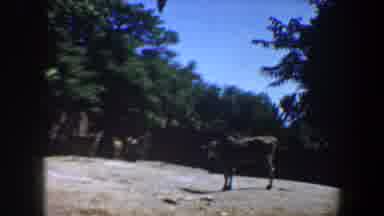Saint Louis Missouri (1964): A Cow Sighted Alone In A Thick Forest With Scattered