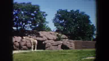 Saint Louis Missouri (1964): A Giraffe Is Seen Walking Alone In The Jungle