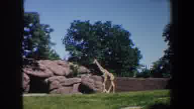 Saint Louis Missouri (1964): A Giraffe Is Walking Alone In The Zoo And Entering