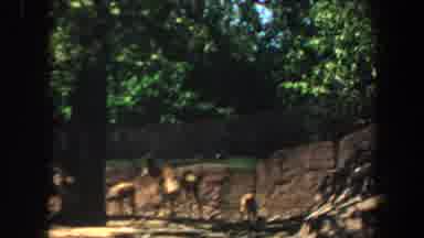 Saint Louis Missouri-1964: Panning View Of A Natural Area With Fawns And Plenty