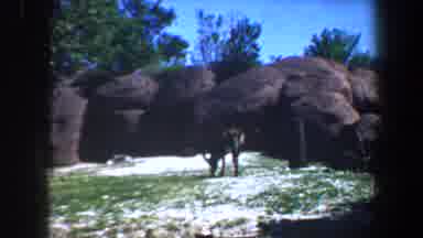 Saint Louis Missouri (1964): Deer Foraging For Food Inside Animal Park Enclosure