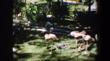 Saint Louis Missouri (1964): Pink Flamingos Walking Around At The Grass During The