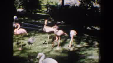 Saint Louis Missouri (1964): Beautiful Group Of Swans In The Middle Of Nature