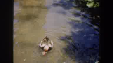 Saint Louis Missouri (1964): Seals And A Duck At The Zoo